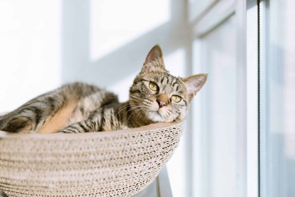 How to reduce litter box odor in your home?