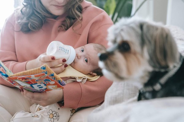 How to safely introduce a dog to a new baby?
